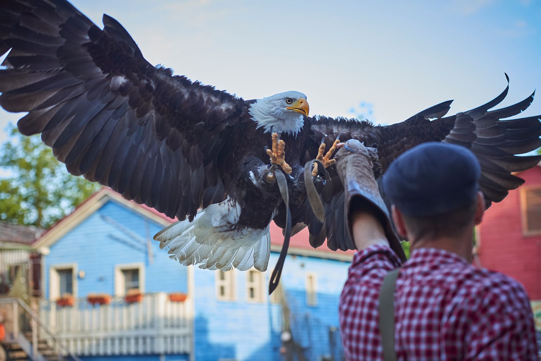 Eagle show at the Zoo