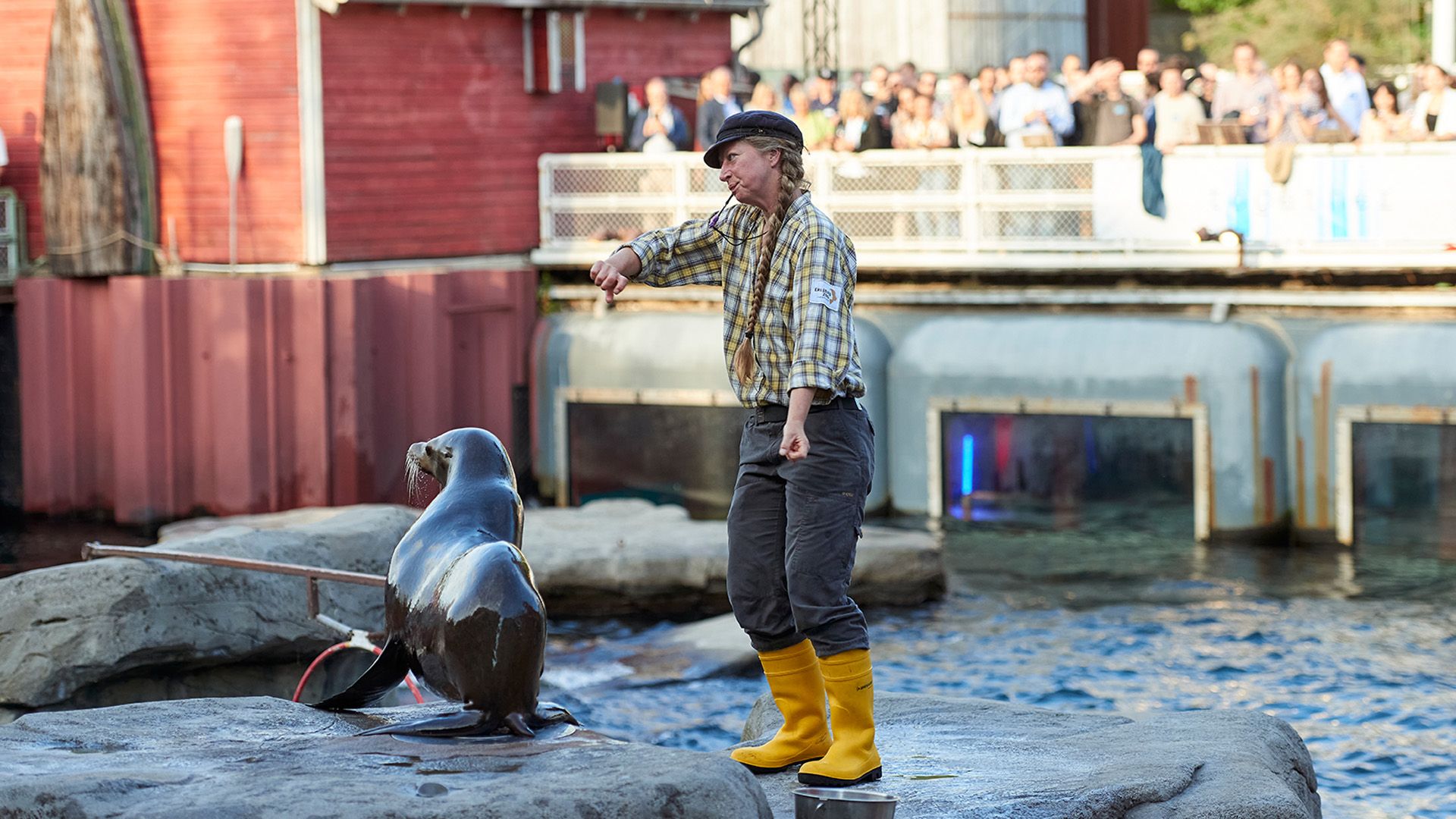 Seal show at the zoo